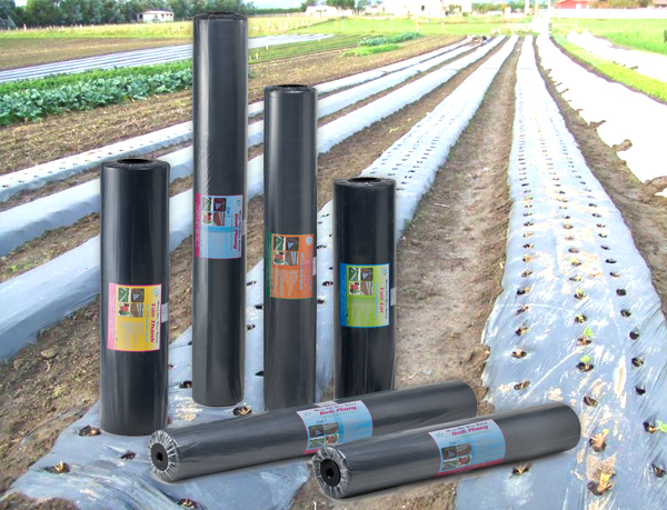 Màng phủ nông nghiệp PE đen cuộn 24MIC 1m x 400m